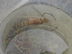 -DGE季风钓虾营地·团建·聚会