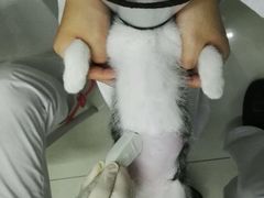 -中农大我爱我爱24h动物医院·中医针灸·猫专科·骨科医疗中心(双井店)