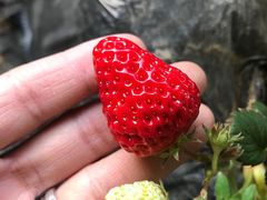 -昌平兴寿秀秀草莓采摘园