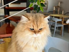 -豆逗聊愈猫阁Easy Life