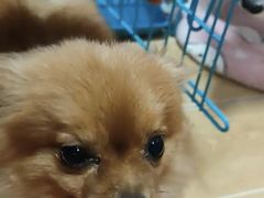-宠物之家Pets Home 宠物寄养酒店