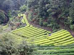 -杨家堂村