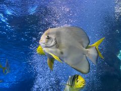 -太平洋海底世界