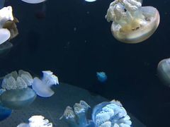 -新加坡海洋生态馆