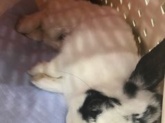 -伟伟宠物医院·CT影像中心·瑞派犬猫综合性门诊(汉口总院)