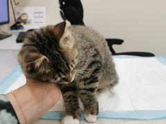 -萌兽医馆·犬猫专科·眼科中心·宠物医院(朝阳门分院)