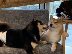-南京Hallo宠物乐园·哈罗犬舍·柴犬繁育基地