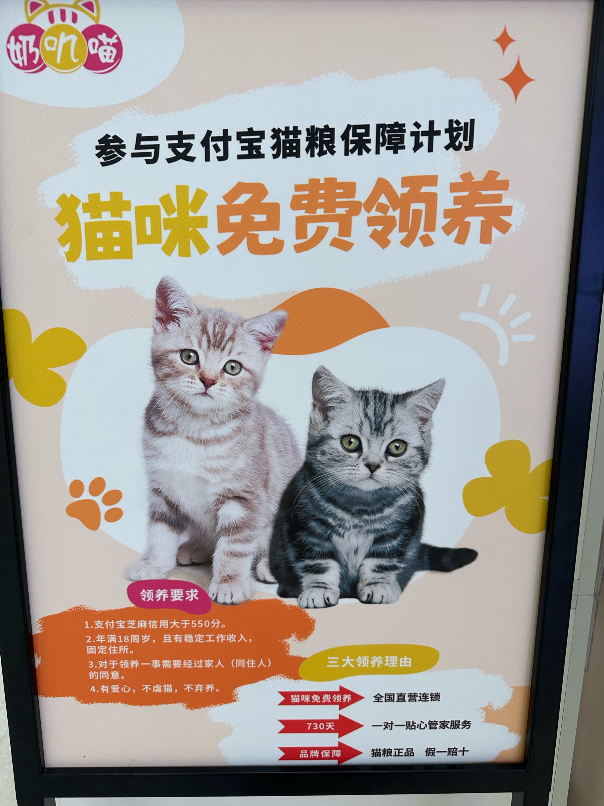 免费领养小猫咪