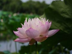 -荷塘月色湿地公园·向阳花洲
