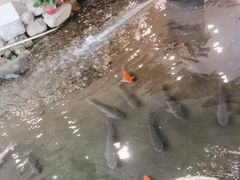 -顺峰·粤菜海鲜·早茶自助(阜成店)