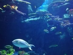 -暹罗海洋世界