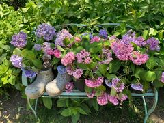 -上海共青森林公园