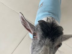 -怪兽屋·羊驼·猫咖·狗咖(俊华广场店)