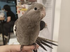 -吉丁鸟咖·异宠·寄养