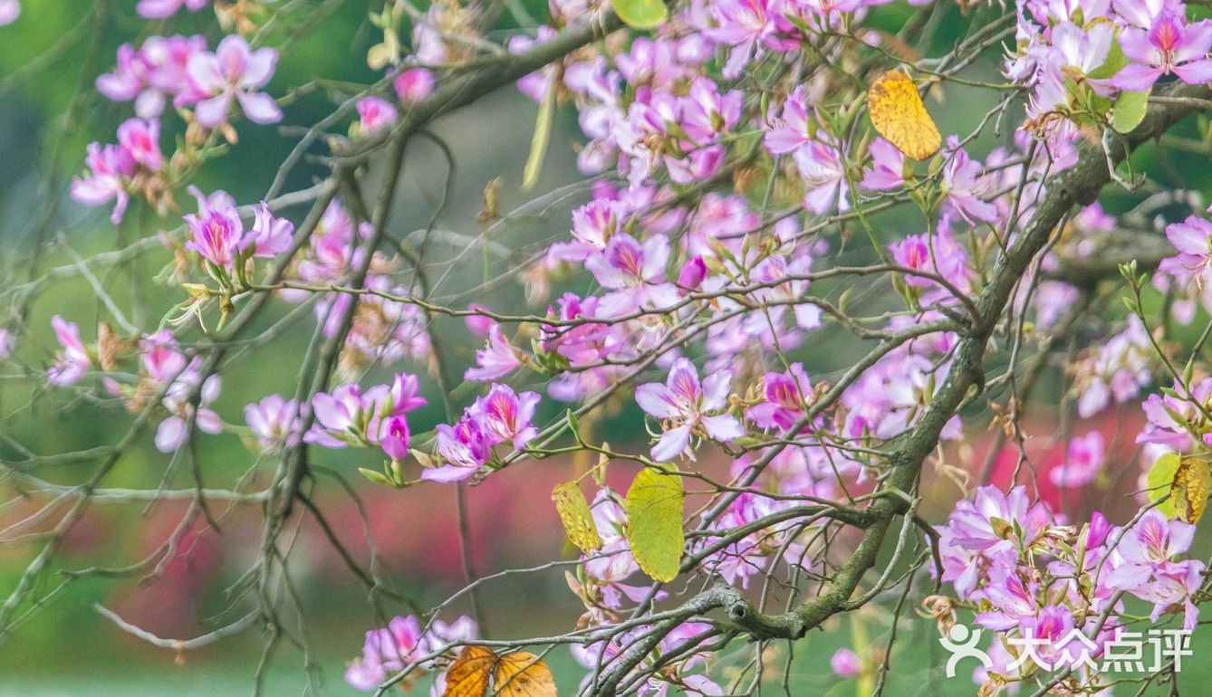 三四月去广东肇庆打卡最美紫荆花道