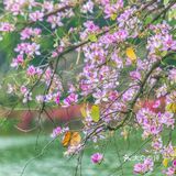 三四月去广东肇庆打卡最美紫荆花道