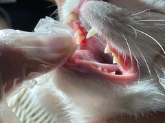 -纳吉亚猫专科动物医院博雅分院