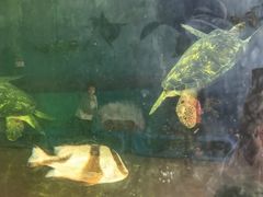 -广东惠东海龟国家级自然保护区