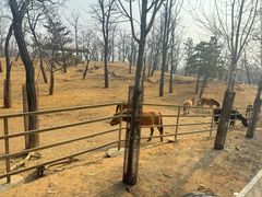 -秦皇岛野生动物园