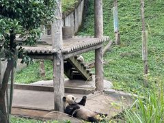 -中国大熊猫保护研究中心雅安碧峰峡基地