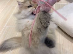-momokira米努特·德文卷毛猫·棉花面纱犬