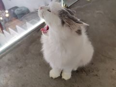 -more than meow吴止猫主题餐厅(承德 中船汇店)