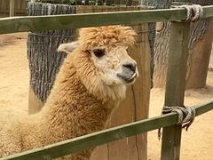 -辛玛王国游乐园