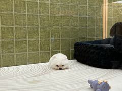 -帕帕拉兹宠物(亚洲旗舰店)