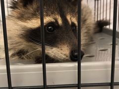 -浣熊柯尔鸭土拨鼠·电玩咖