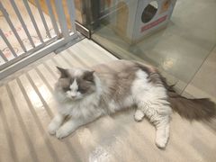 -藏猫猫咖啡主题馆(中央大道店)