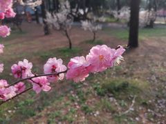 -无锡梅园公园
