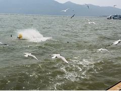 -海埂大坝