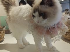 -怪兽屋·羊驼·猫咖·狗咖(俊华广场店)