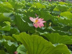 -长春市南湖公园