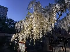 -嘉定紫藤园