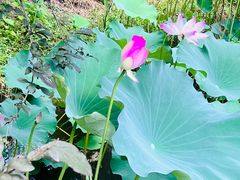 -上海滨江森林公园