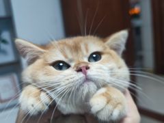 -lincat·猫舍(广州店)
