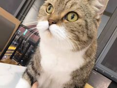 -喵园·猫主题咖啡厅·撸猫·猫咖(国贸店)