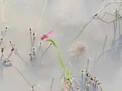 -云溪植物园