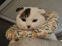 -芭比堂动物医院广州顽皮分院