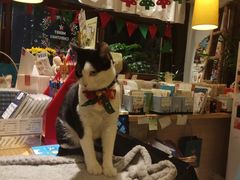 -猫的天空之城概念书店(杭州南宋御街店)