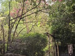 -腾冲洞山温泉村