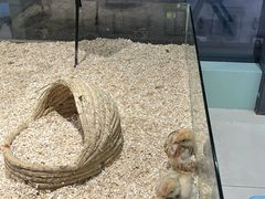 -怪兽屋·羊驼·猫咖·狗咖(俊华广场店)