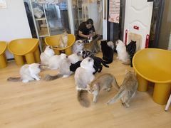 -有喵·猫咖·狗咖·30几只猫10只小狗(岗厦店)