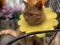 -喵屿·大理花园猫咖