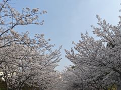 -高东镇樱花园
