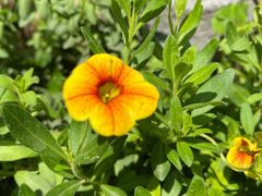 -卡朋西餐(悦汇城店)