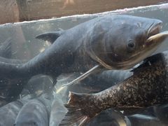 -上名堂·鱼头好吃(体育场路店)