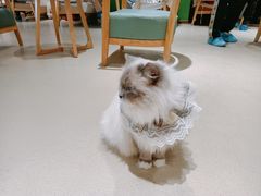 -藏猫猫咖啡主题馆(中央大道店)