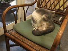 -猫色咖啡·猫咖